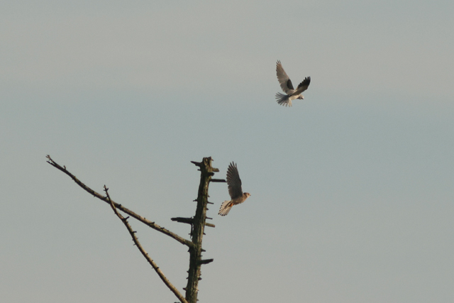 26 oktober 2024, Grijze Wouw, Aekingerzand_03