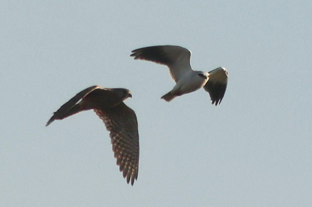 26 oktober 2024, Grijze Wouw, Aekingerzand_05