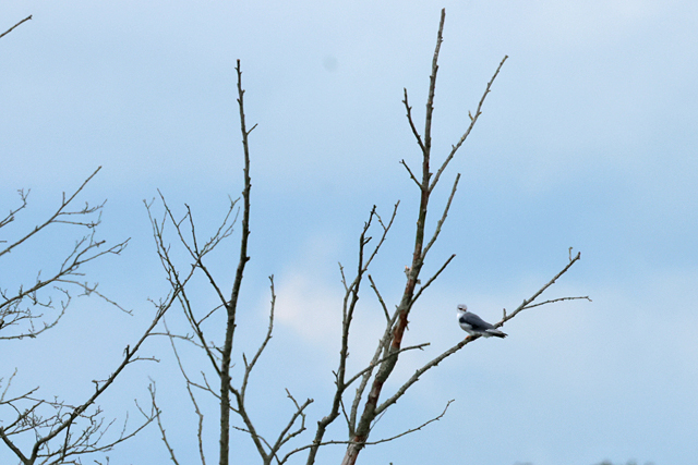 13 september 2025, Grijze Wouw, 02_Peizerwold