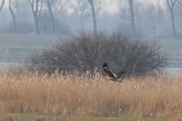13 februari 2022, Hybride Zwarte Wouw x Oostelijke Zwarte Wouw, Korendijkse Slikken_02