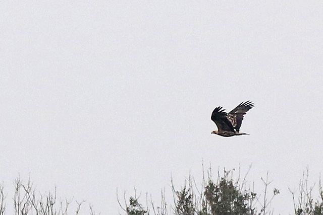 20171009 Keizerarend Staphorst 02