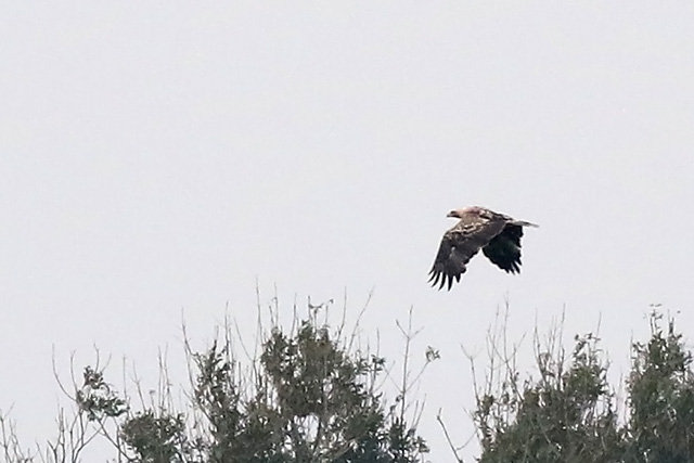 20171009 Keizerarend Staphorst 03
