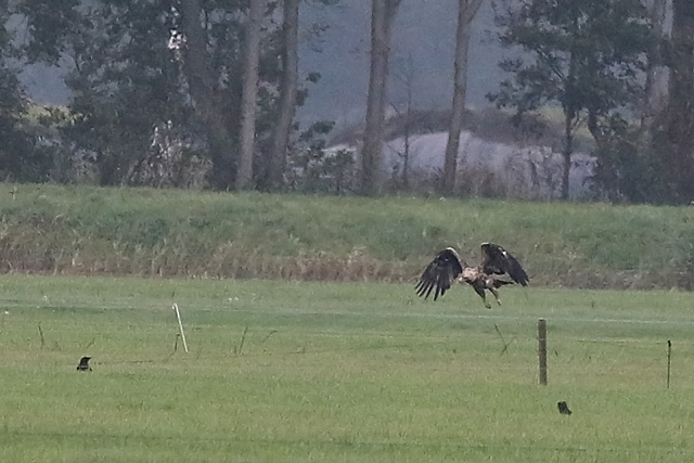 20171009 Keizerarend Staphorst 04