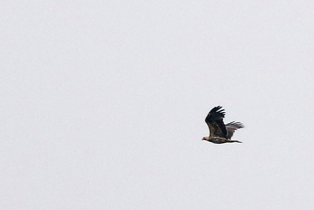 20171009 Keizerarend Staphorst 05