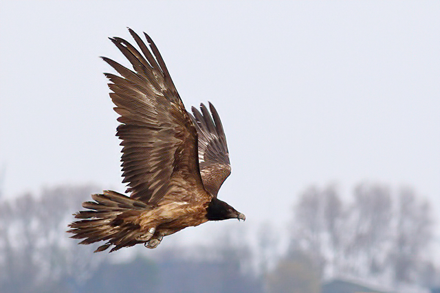 9 mei 2021, Lammergier, Nij-Altoenae_00