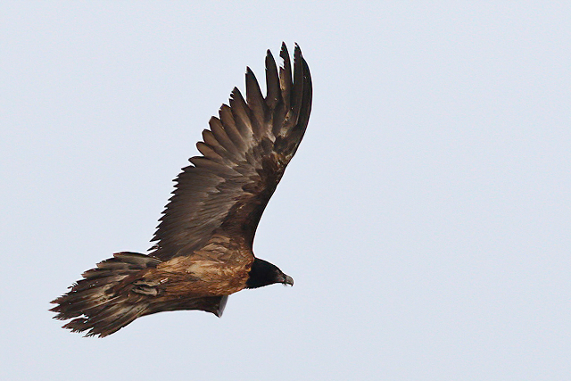 9 mei 2021, Lammergier, Nij-Altoenae_01