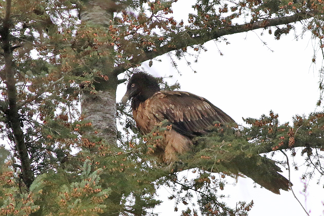 28 april 2023, Lammergier MOJO, 01_Wekerom - De Valouwe