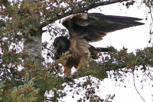 28 april 2023, Lammergier MOJO, 02_Wekerom - De Valouwe