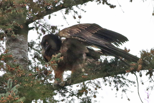 28 april 2023, Lammergier MOJO, 03_Wekerom - De Valouwe