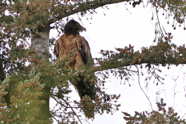 28 april 2023, Lammergier MOJO, 04_Wekerom - De Valouwe