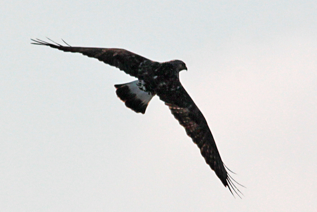 11 maart 2012, Ruigpootbuizerd, Polder-van Lioessens