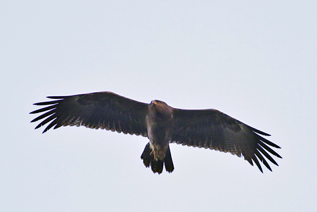 4 oktober 2021, Schreeuwarend, Waspik_04