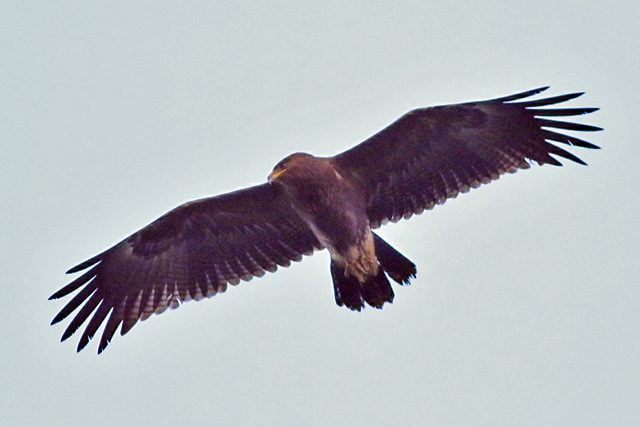 4 oktober 2021, Schreeuwarend, Waspik_05