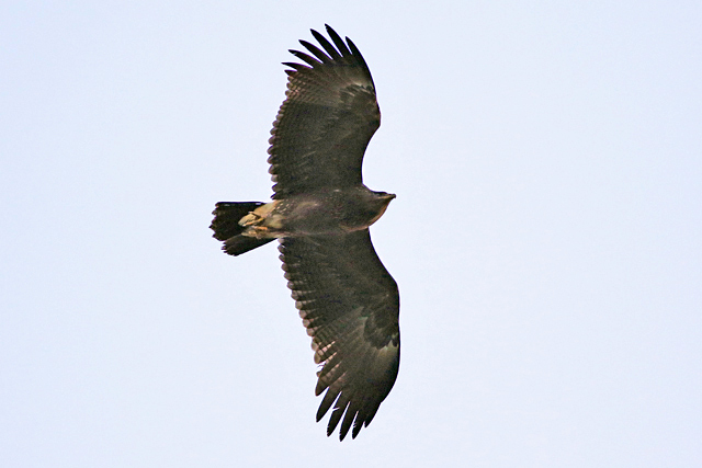 4 oktober 2021, Schreeuwarend, Waspik_06