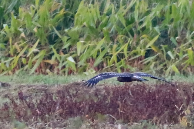 4 oktober 2021, Schreeuwarend, Waspik_09