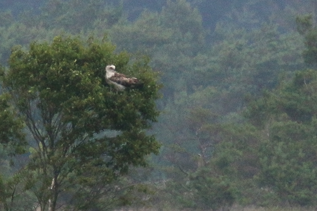 12 juli 2015, Slangenarend-Fochteloerveen,