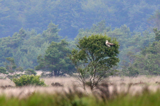 12 juli 2015, Slangenarend, Fochteloerveen