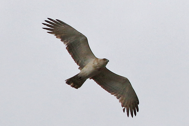 4 juni 2017, Slangenarend, Baloërveld