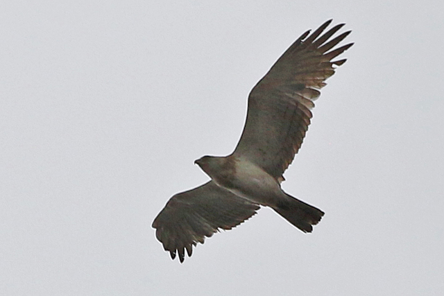 4 juni 2017, Slangenarend, Baloerveld_2