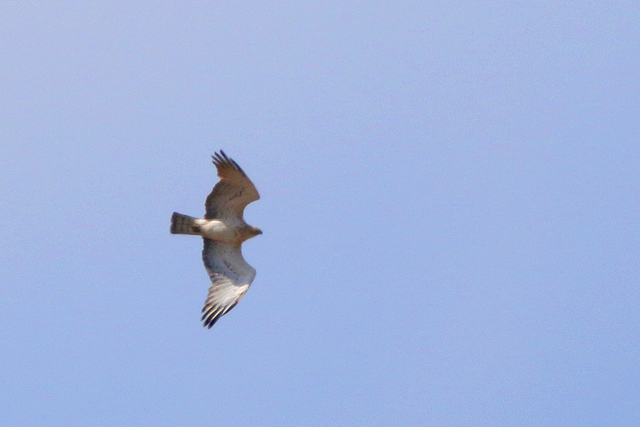 19 mei 2023, Slangenarend, 01_Fochteloerveen