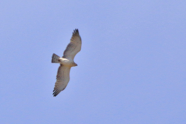 19 mei 2023, Slangenarend, 02_Fochteloerveen