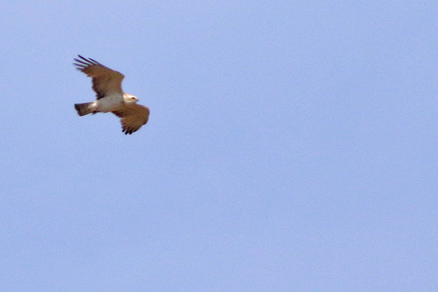 19 mei 2023, Slangenarend, 04_Fochteloerveen