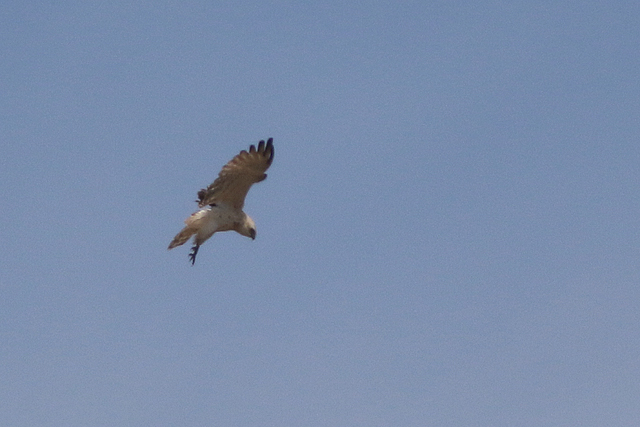 19 mei 2023, Slangenarend, 06_Fochteloerveen