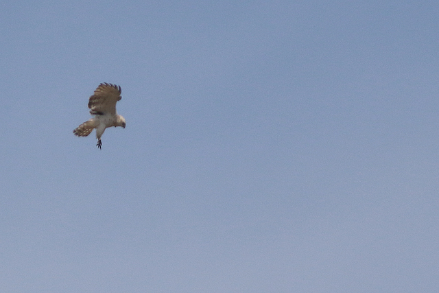19 mei 2023, Slangenarend, 07_Fochteloerveen