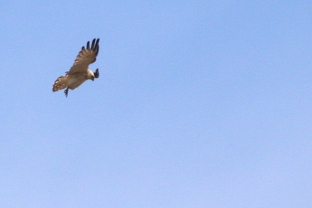 19 mei 2023, Slangenarend, 08_Fochteloerveen
