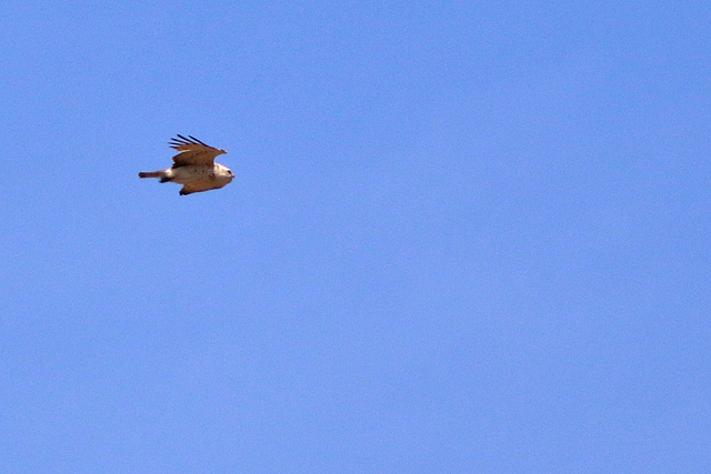 19 mei 2023, Slangenarend, 09_Fochteloerveen