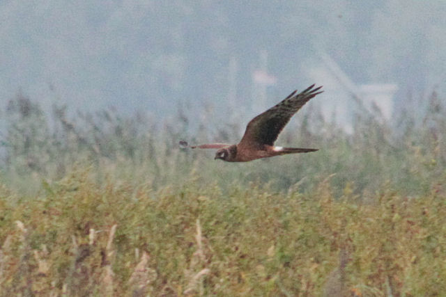 21 augustus 2011, steppenkiekendief, de bolmert