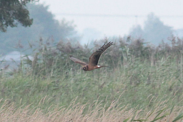 21 augustus 2011, steppenkiekendief, de bolmert2