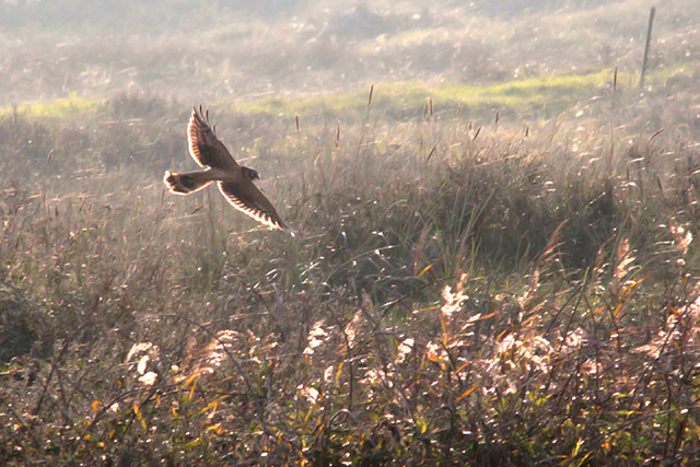 30 september 2011, Steppekiekendief, Texel