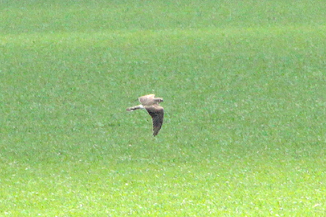 10 mei 2013, Steppekiekendief, Eemshaven_01