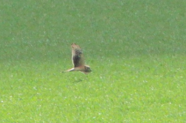 10 mei 2013, Steppekiekendief, Eemshaven_02