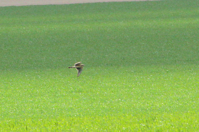 10 mei 2013, Steppekiekendief, Eemshaven_03