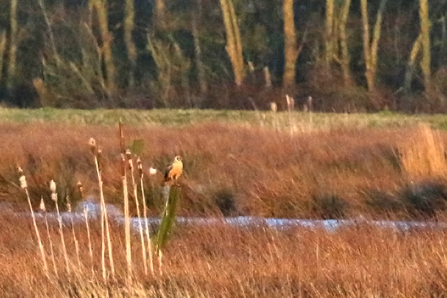 30 maart 2016, Steppekiekendief, Onlanden_01