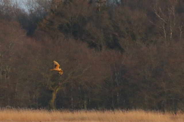 30 maart 2016, Steppekiekendief, Onlanden_02