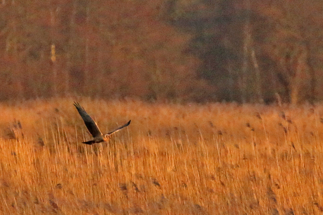 30 maart 2016, Steppekiekendief, Onlanden_03