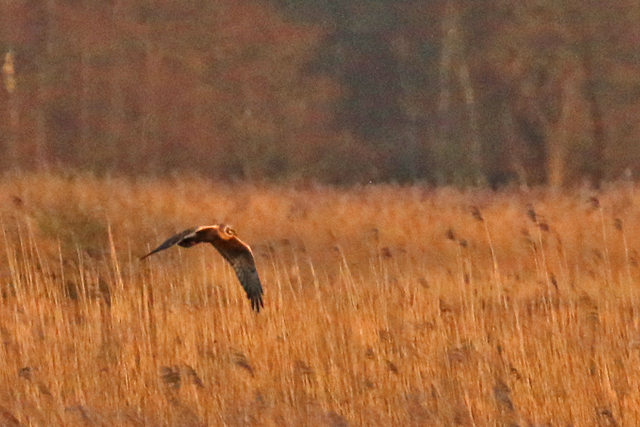 30 maart 2016, Steppekiekendief, Onlanden_04