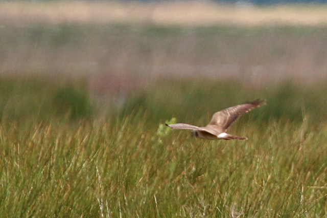 14 mei 2016, Steppekiekendief, Dannemeer_01