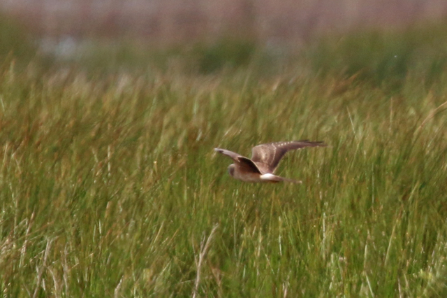 14 mei 2016, Steppekiekendief, Dannemeer_02