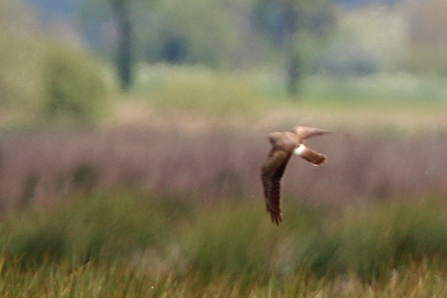 14 mei 2016, Steppekiekendief, Dannemeer_03
