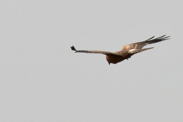 7 september 2016, Steppekiekendief, Dannemeer