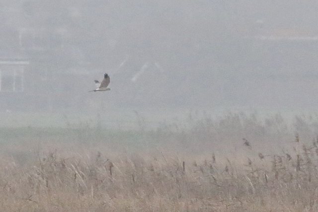 29 november 2017, Steppekiekendief, 01_Onlanden