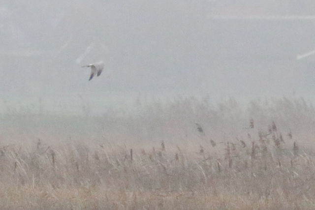 29 november 2017, Steppekiekendief, 02_Onlanden