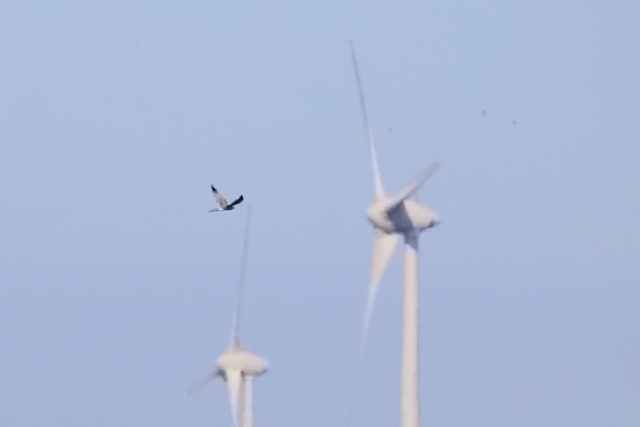 14 september 2019, Steppekiekendief, Reiderwolderpolder