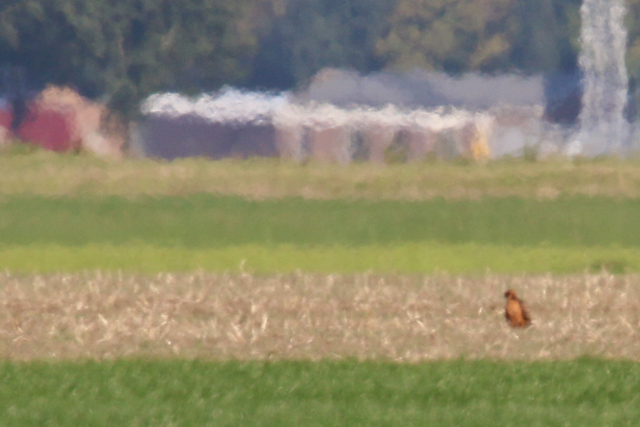 14 september 2019, Steppekiekendief, Reiderwolderpolder_02