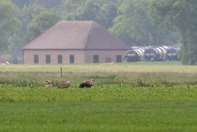 7 juni 2017, Vale Gier, Stedum