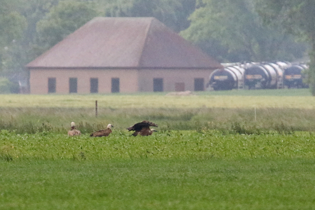 7 juni 2017, Vale Gier, Stedum_2